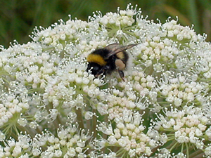 bumblebee on what might be scots lovage