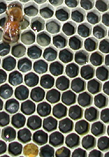 colony 2 brood 4 17 05