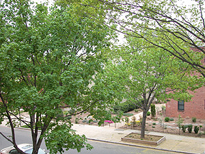 maples on our street