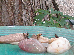 bees drinking in bird bath