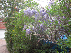 wisteria