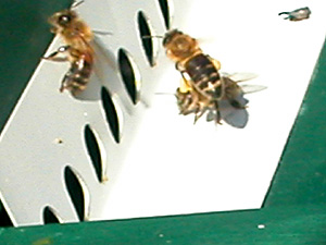 landing with pollen