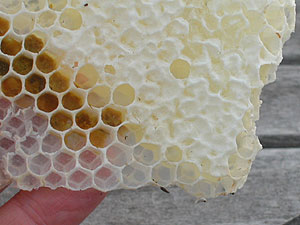 honeycomb in hand