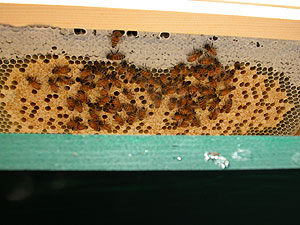 colony 1 capped brood