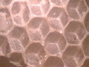 colony 2 honeycomb magnified