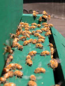 bees at entry