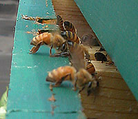 honeybees fanning