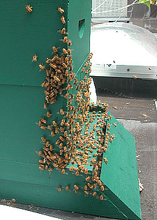 honeybees fanning