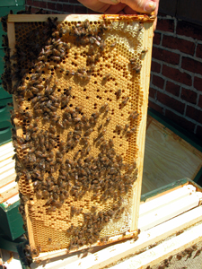 beautiful pattern of capped worker bee brood