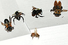 comparing native bees