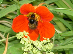 bee in red nasturium