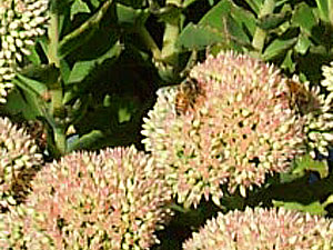 bees on stonecrop