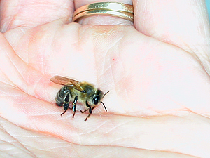 dying bee in my hand