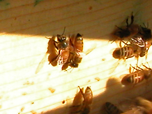 field bee in hive top feeder