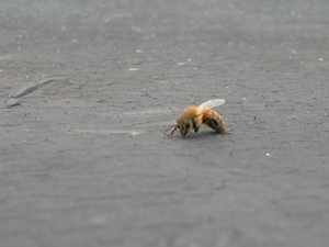 creeping bee
