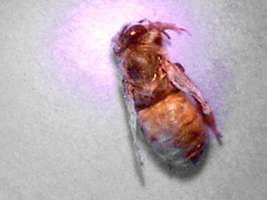 bee with parasitic mite syndrome