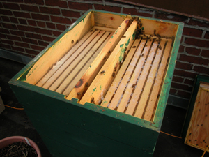 wilde hive top feeder January 30 2006