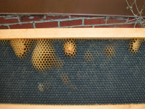 wilde box 3 outside left