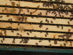 wilde hive top feeder January 30 2006