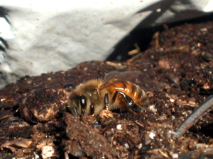 bee sucking dirt