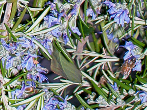 honeybee in rosemary