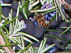 honeybee in rosemary