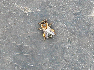 bee carrying pollen