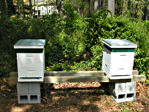 new hives at monastery