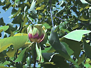 tulip poplar blossom