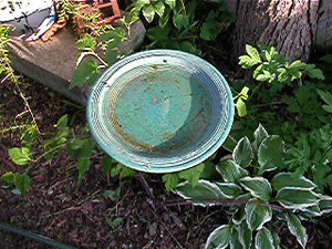 bees wings make ripple in birdbath