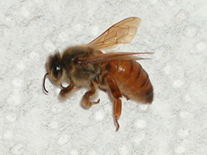 Princess Joan, deceased virgin queen bee