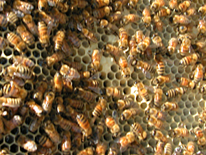 a few capped worker brood cells