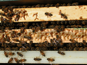 beeswax bridge above brood nest