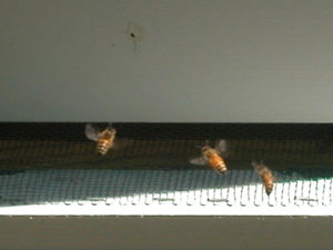 bees flying home