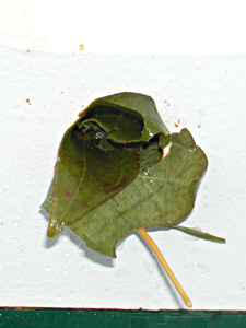 leaf blocks hole