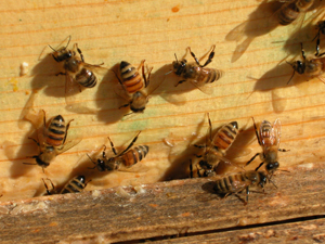 bees in the feeder