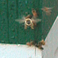 bee flying head on