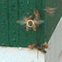 bee flying head on