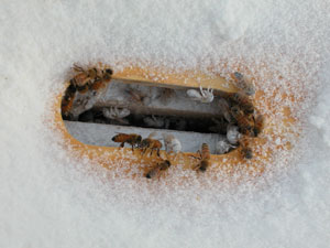 bees with granulated and powdered sugar