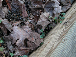 dead bees in front of Mill hive