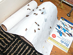 wet cold bees on towel