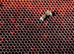 2006 hives in the snow