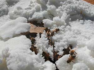 bees make sugar lace