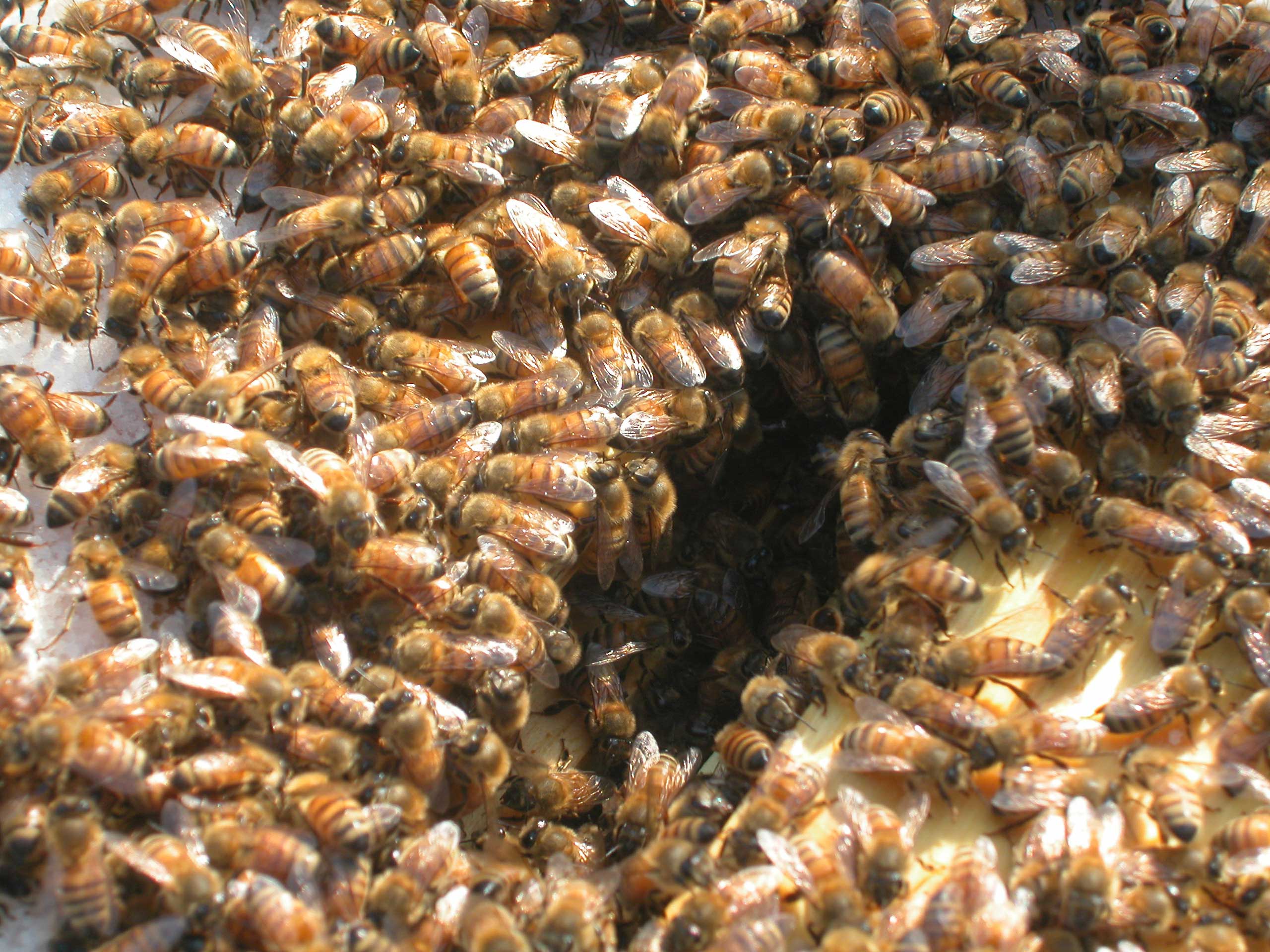 bees eating sugar at the monastery