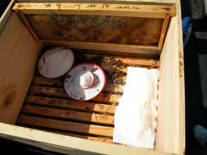 sugar and honey given to Twain hive