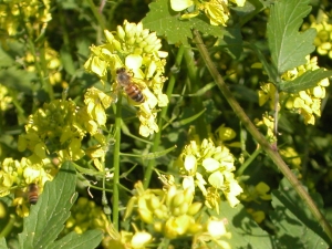 bees in wildflowers
