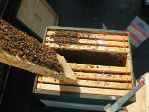 twain bees festooning on brood