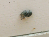 daring jumping spider takes bee