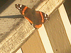 red admiral butterfly