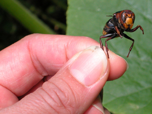 front of Vespa crabro